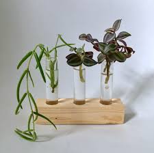 Good luck with your projects and check back for more plant related videos! A Complete Hoya Care Guide Houseplanthouse