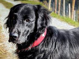 We did not find results for: Flat Coated Retriever Dog Breed Information Pictures Characteristics Facts Dogtime