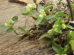 Image result for Polystachya odorata