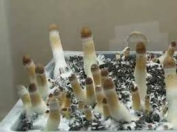 Magic Mushrooms Growing Youtube