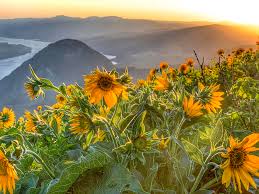 About stephen huneck stephen huneck's home and studio were in st. Oc Balsamroot In The Upper Meadow Along The Dog Mountain Trail Columbia River Gorge National Scenic Area Washington Usa Hiking