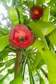 Image result for Uvaria schweinfurthii