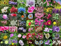 In this lesson you will learn a helpful list of flowers with esl pictures and example sentences in english to expand your vocab. List Of 300 Flower Names A To Z With Images Florgeous