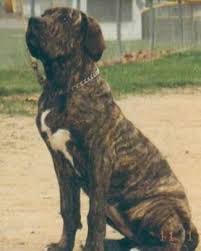 Fila brasileiro's origin, price, personality, life span, health, grooming, shedding, hypoallergenic, weight, size & more fila brasileiro information & dog breed facts. Fila Brasileiro Dog Breed Information And Pictures