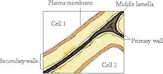 We did not find results for: Middle Lamella Liberal Dictionary