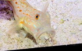 We did not find results for: Aquarium Fish A Look At The Gobies Reefs Com