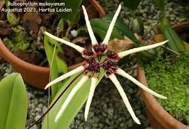 Image result for Bulbophyllum oreonastes