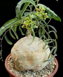Image result for Monadenium pseudoracemosum