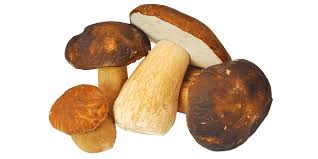 (foto © matthias/privat) und (foto © ute). Steinpilz Herkunft Verwendung Lagerung Besserhaushalten De