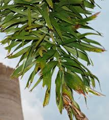 Image result for Wodyetia bifurcata