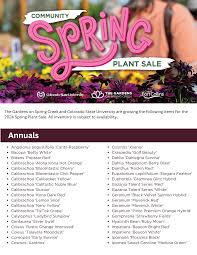 Image result for Coleus calycinus