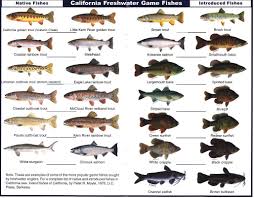 California Freshwater Game Fish Notice The Trout On Top Types Of Fish Trout Trout Fishing