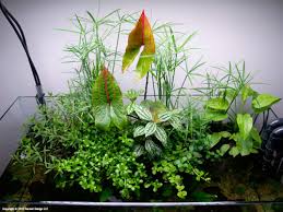We did not find results for: Proven Riparium Plant Combinations Uk Aquatic Plant Society