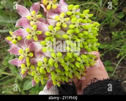 Image result for Asclepias albens