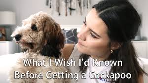 Euthanizing a physically healthy dog, one who is joyful and loving part of the time, is surely the hardest thing a dog lover has to face. Things I Wish I Knew Before Getting A Cockapoo Puppy Youtube