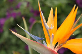 Birds Of Prey Flower Blue Tongue Dragon Flower Unique Flowers Flowers Garden