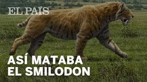 Tigre dientes de sable vivo. 5 Datos Del Tigre Dientes De Sable Materia Youtube