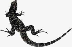 Black And White Lizard Black With Spotted Lizard Lizard Spotted Black