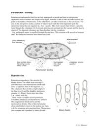 Colors worksheets and online activities. Paramecium Worksheet