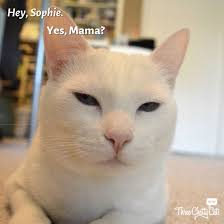 Zen Clipper Review and Giveaway