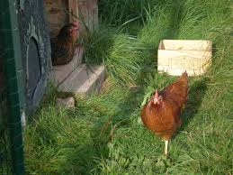 Voici tout ce qu'il faut prévoir quand on élève des poules. Un Coq Pour Nos Poules Boutures De Reves Le Jardin De Sophie