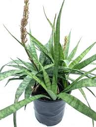 Image result for Sansevieria dooneri