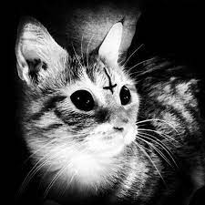 Gallery For Satanic Cats Tumblr Satanic Cat Evil Cat Creepy Cat