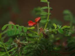 Image result for Indigofera colutea