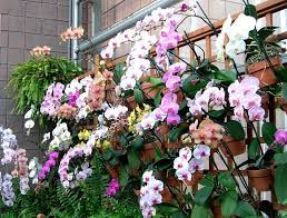 Wall Of Orchids Orchids Garden Beautiful Orchids Orchids