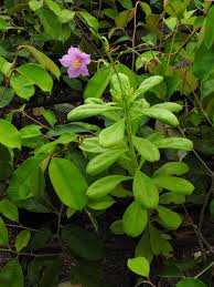 Image result for Talinum fruticosum