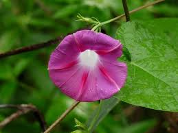 Image result for Ipomoea venosa