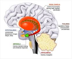 Limbic System Cross Section Of The Human Brain Mammillary Body Basal Ganglia Pituitary Gland Brain Anatomy And Function Brain Anatomy Basal Ganglia Anatomy