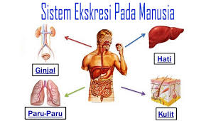 Setiap manusia pasti memiliki alat ekskresi pada tubuhnya. Mekanisme Sistem Ekskresi Pada Manusia Nusa Caraka