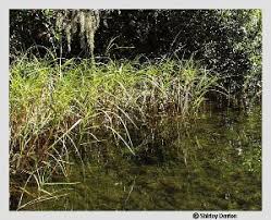 Image result for Paspalidium