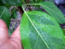 アルテーシマ ゴムの葉が変に曲がっているようで心配 観葉植物について 園芸ブログ 岐阜の観葉植物レンタル 岐阜のグリーンレンタル 販売 片桐園芸