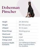 Doberman Pinscher Dog Breed Health and Care | PetMD