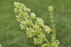 Image result for Resedaceae