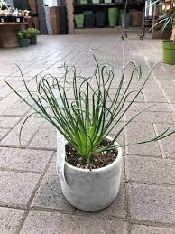 Check spelling or type a new query. Houseplant Of The Week Frizzle Sizzle Warner Companies Inc