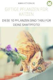 giftige pflanzen fur katzen diese 10 pflanzen sind tabu fur samtpfoten giftige pflanzen katzengesundheit katzen