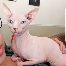 Lost cat found in Westerleigh area