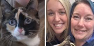 La odisea de una gata: viajó cientos de kilómetros por error en una caja de  Amazon