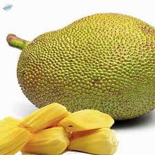 9 trees bearing the largest flowers. Jackfruit By Dhanalaxmi Agro Exports Supplier From India Product Id 1263108