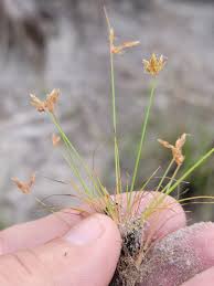 Image result for Bulbostylis megastachys