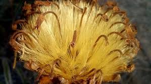 Image result for Pleiotaxis