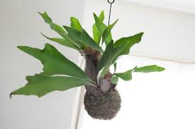 Image result for parožnatka Platycerium