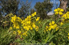 Image result for Oxalis pes-caprae