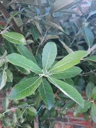 Image result for Brachylaena discolor