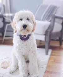 Doodle Haircut Goldendoodle Haircuts Goldendoodle Goldendoodle Grooming