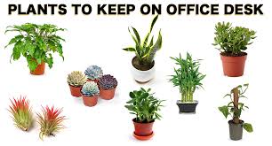 Frequent special offers and discounts up to 70% off for all products! Plants To Keep On Office Desk Local Verandah