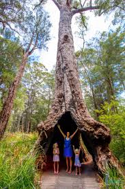 Exploring The Valley Of The Giants Tree Top Walk Western Australia Western Australia Travel Australia